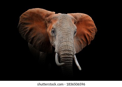 Close up view Elephant. Wild animal isolated on a black background - Shutterstock ID 1836506596