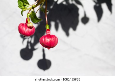 Close Up View Of Emerging Pink And Purple Fuchsia Flowers Casting A Shadow In Late Afternoon Sun