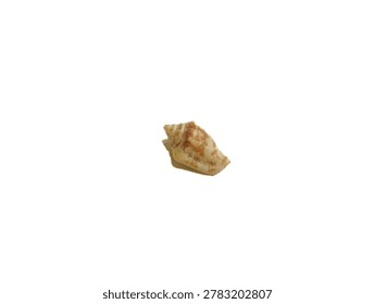 Close up view of an empty spiral conch shell isolated on white