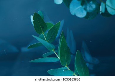 Close Up View Of Eucalyptus Plant With Green Leaves In Water