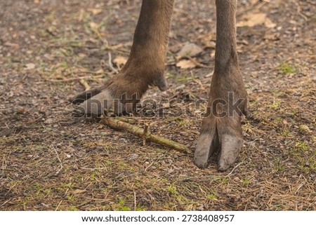 Close view of Eurasian moose Alces alces hooves on forest floor