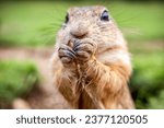 Close up view of European ground squirrel (Spermophilus) eating food