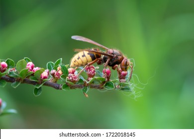 Close view of european hornet(vespa crabro) feeding on cotoneaster flower nectar, green background