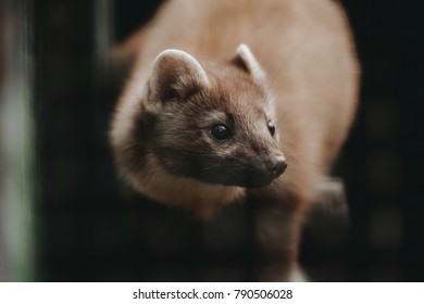 Close Up View Of European Mink