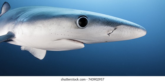 Close Up View Of The Face Of A Blue Shark, Western Cape, South Africa.