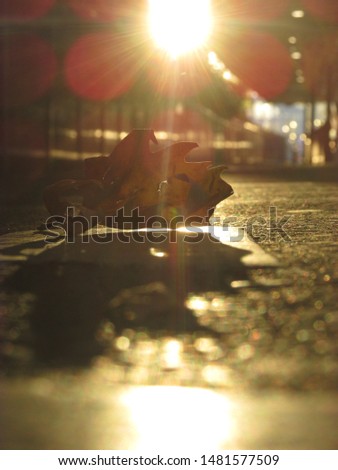 A close up view of a fallen dry leaf on a train platform