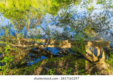 Close up view of fallen tree over calm river with forest reflections and mossy riverbank. Sweden.