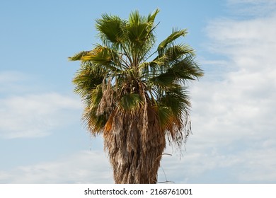 Nahaufnahme einer Fächerpalme Trachycarpus glückei an einem Strand in der Nähe von Marseille in Südfrankreich