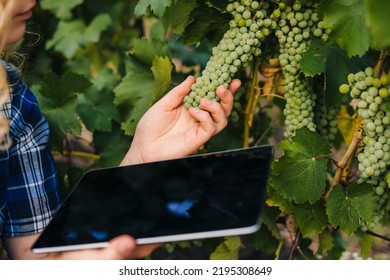 Close Up View Of Farmer's Hand Holding Tablet With Blank Screen On Hand, Recording The Growing Of Grapes. Smart Farming Agriculture Technology. Female In The