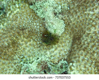 A Close Up View Of A Feathery Filter Feeder On A Reef.