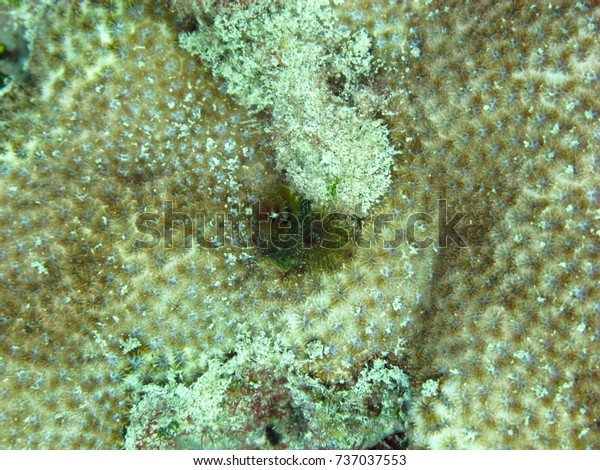 Close View Feathery Filter Feeder On Animals Wildlife Nature