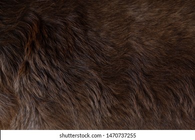  Close Up View Of The Felted Of Shiny Healthy Dog Dark Brown Hair Of Labrador Dog Curly Fur For A Background, Patterns Texture.