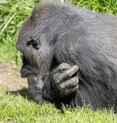 Close Up View Of A Female Gorilla