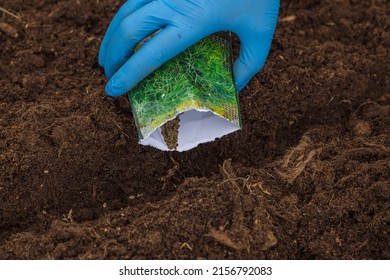 Close up view of female hands planting dill seeds from bag into ground on garden bed. Sweden. - Shutterstock ID 2156792083