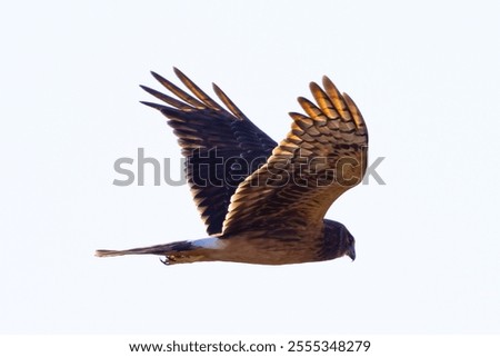 Similar – Awesome bird of prey in flight