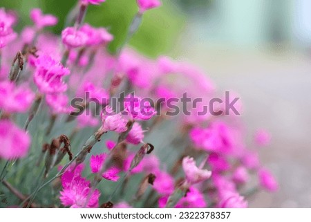 Close up view of Firewitch Dianthus flower bush. Selective focus, shallow depth of field.
