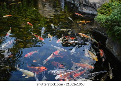 Close Up View Of Fishes Koi Swimming In A Small Lake In The Park