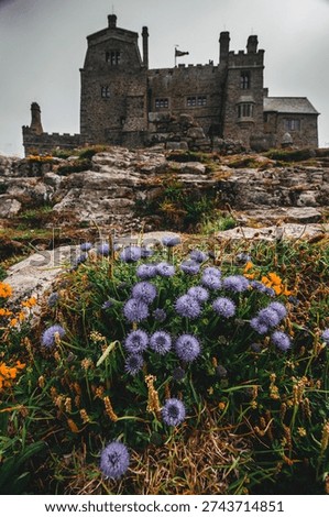 A close up view of a flower called Sheep's-bit in Marazion Cornwall, England. - June 25, 2021