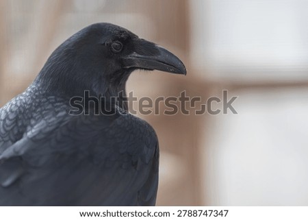 Close view of flying bird. Focused image of soaring bird nearby in clear detail. Highdefinition shot capturing bird flying in close proximity with stunning clarity
