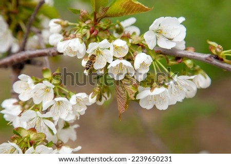 Close up view of flying honeybee over the white flower of sweet cherry tree. Honeybee collecting pollen and nectar to make sweet honey. Small green leaves and white flowers of sweet cherry blossoms