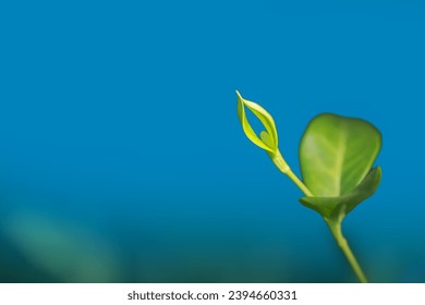 Close up view of fresh leaf on blue background