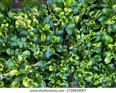 Close up view of a full frame of bright green leaves, quite attractive.