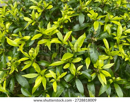 Close up view of a full frame of bright green leaves, quite attractive.
