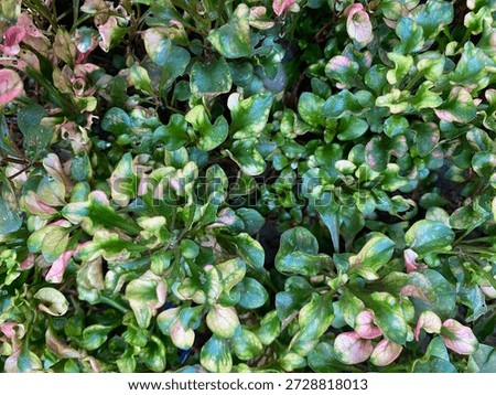 Close up view of a full frame of bright green leaves, quite attractive.