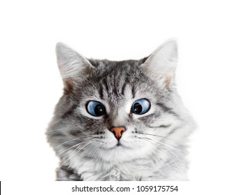 Close Up View Of Funny Smiling Gray Tabby Cute Kitten With Blue Eyes. Pets And Lifestyle Concept. Lovely Fluffy Cat On Isolated Background.