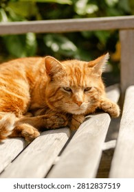 Close Up View Of Ginger Tabby Cat Resting On Wooden Slats Of Bench In Outdoor Garden Setting Under Warm Sunlight