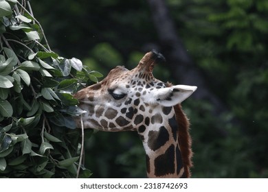 Close up view of Giraffe at Mysore Zoo - Powered by Shutterstock