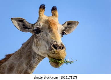 Close up view of a Giraffe's head eating Acacia tree leaves. Seen in Etosha National Park, Namibia, Africa. Acacias are equipped with spikes, Giraffes can eat the leaves nevertheless.