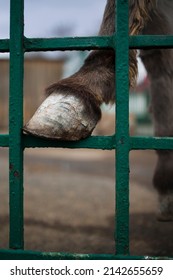 Close Up View Of Goat Hoof 