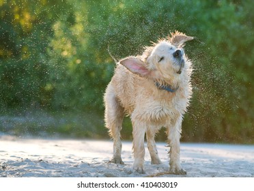 Close up view of a golden labrador shaking sea water off his body on the beach shore.