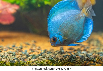 Close up view of gorgeous blue diamond discus aquarium fish isolated. Hobby concept. Sweden.