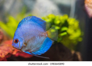 Close up view of gorgeous blue diamond discus aquarium fish isolated. Hobby concept. Sweden.