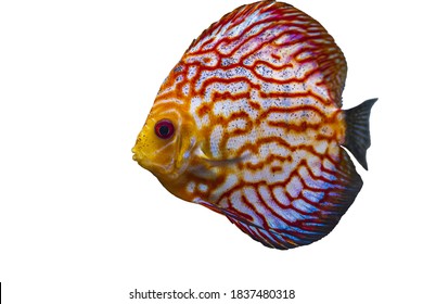 Close up view of gorgeous checkerboard red map discus aquarium fish isolated on white background. Hobby concept.