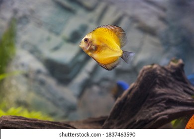 Close up view of gorgeous millennium gold discus aquarium fish. Hobby concept.