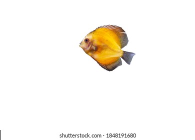 Close up view of gorgeous millennium gold discus aquarium fish isolated on white background. Hobby concept.