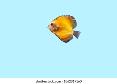 Close up view of gorgeous millennium gold discus aquarium fish isolated on blue background. Hobby concept.