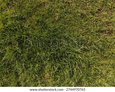 Close view of grass forming a dense and even surface across the frame.
