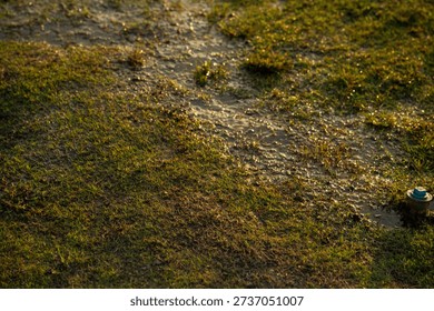 Close view of grass and soil texture with natural light, abstract outdoor ground background suitable for design and copy space.