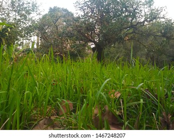 Close up view of grass with trees in the background 