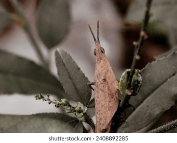 Close up view of grasshopper insect while on plant. Big grasshopper on a branch.