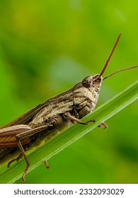 close up view of a grasshopper. macro shot, animal and nature background.