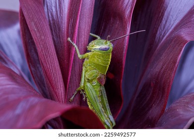 close up view of a grasshopper on a leaf