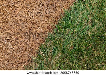 Close view of grassy area alongside an area mulched with pine straw, diagonal through frame, horizontal aspect