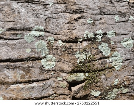 Close up view of gray coconut tree bark