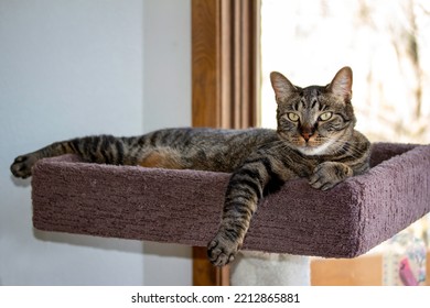 Close Up View Of A Gray Striped Tabby Cat Relaxing In An Indoor Carpeted Platform Cat Tree, With A Defocused Outdoor Window View