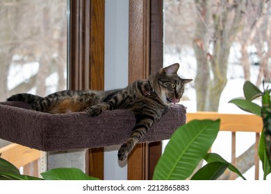 Close Up View Of A Gray Striped Tabby Cat Relaxing In An Indoor Carpeted Platform Cat Tree, With A Defocused Outdoor Window View